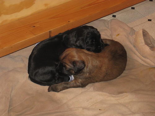 2012 03 26 Banyan puppies 