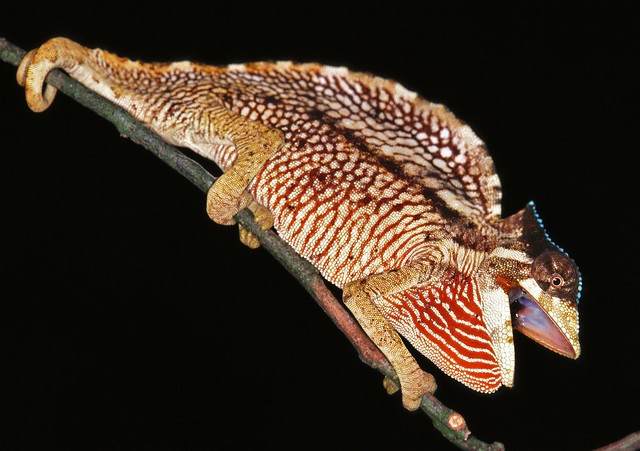 Crested Chameleon (Trioceros cristatus) | Korup NP ...