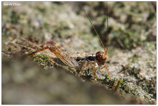 黃斑鐘蟋蟀(若蟲) Cardiodactylus novaeguineae