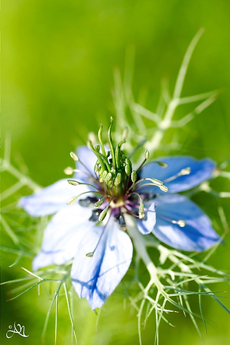 blue flower macro pentax center tamron 90mm loveinamist k100d
