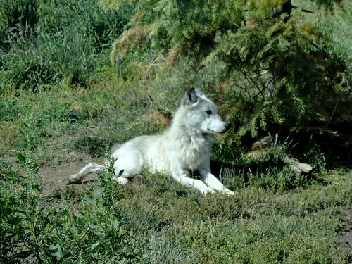 white animal animals wolf montana wildlife wolves naturalhabitat animalencounters westyellowstone westyellowstonemontana grizzlywolfdiscoverycenter