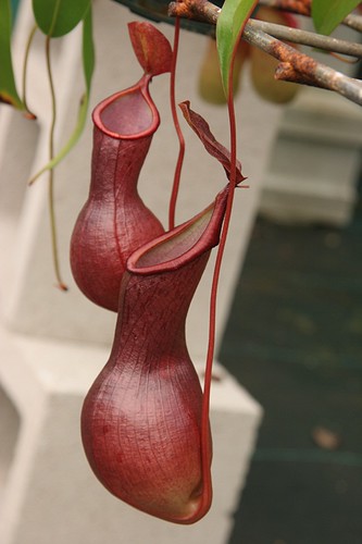 Leilani Nepenthes