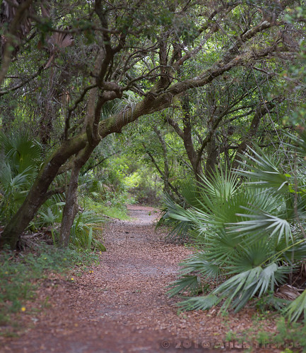 trees nature florida path stuart trail halpatiokeepark