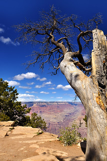 Lonely tree by the Grand Canyon