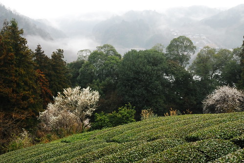 mist mountain japan river nara plumblossoms teafield