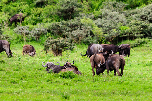 africa animals tanzania arusha naturelandscape