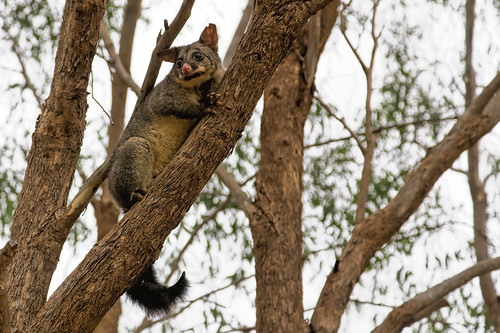 Brush-tailed Possum 2014-04-03 (IMG_1760)