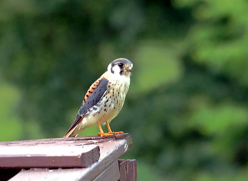 bird nature kentucky wildlife raptor falcon americankestrel birdofprey backyardhabitat cmesker