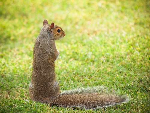rodent squirrel © treerat backyardcritters garyburke 14xtc olympuse620 zuiko50200mmf28swd