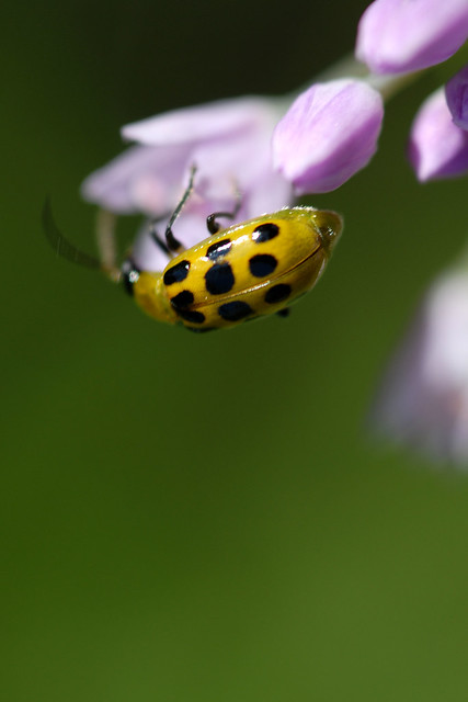 Yellow beetle with black spots | Flickr - Photo Sharing!