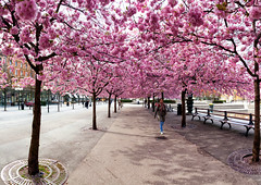 Sakura, Kungträdgården, April 30 2012