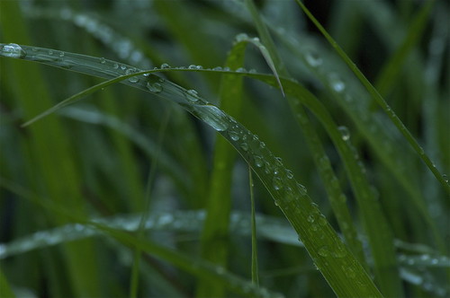 summer ontario nature wet water grass rain weather photo droplets drops gardening landscaping july hose sprinkler drought raindrops environment climatechange rainwater nancyarmstrongt