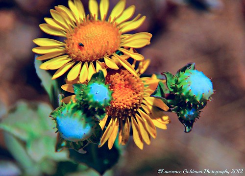 california nature yellow flora buds wildflowers channelislandsnationalpark usnationalparks santarosaisland