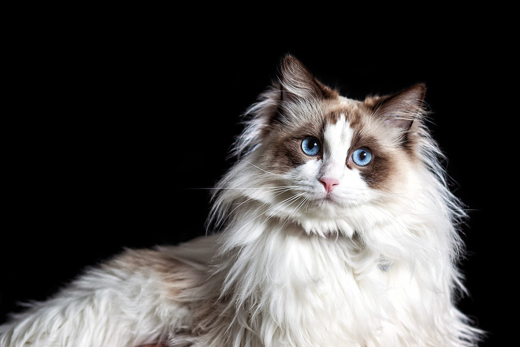 Flickr: Discussing Best of the week 2013 in Birman cats lovers