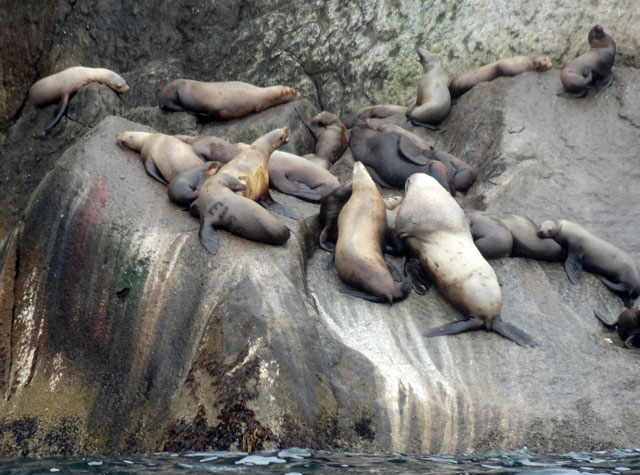 sea-lions