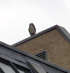 Owl on roof in Ipswich