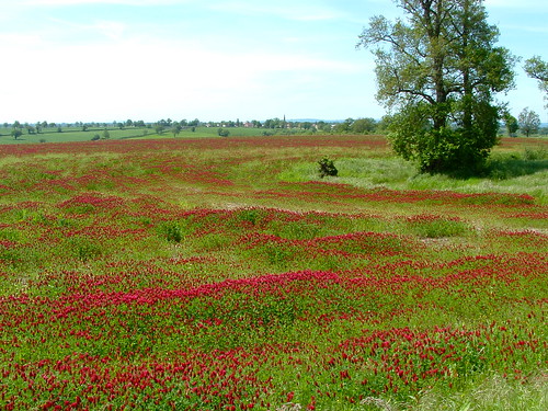 red pasture chavenon