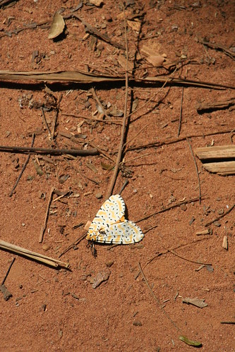 africa nature animal butterfly insect ghana boabengfiema boabengfiemamonkeysanctuary boabengmonkeysanctuary