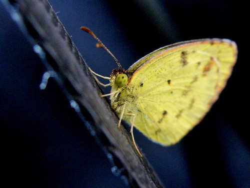 insectos butterflies mariposas pyrisitialisa olympussp570uz