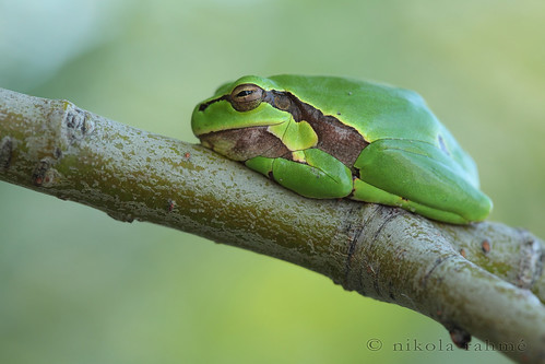 macro naturallight handheld treefrog anura amphibia hylidae canonef100mmf28macrousm fieldshooting canoneos5dmarkii sigma180mmf35hsmifmacro