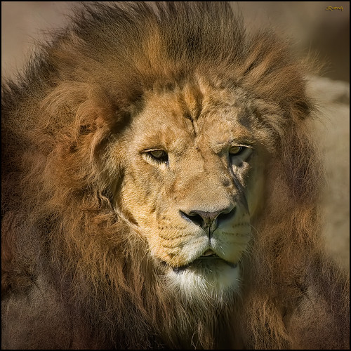 naturaleza nature geotagged golden nikon lion natura textures macros león gettyimages lleó specialtouch quimg quimgranell joaquimgranell afcastelló obresdart bioparcvalència gettyimagesiberiaq2