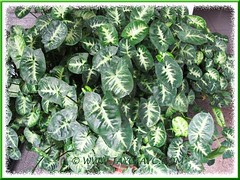 Syngonium podophyllum (Goosefoot Plant, Arrowhead Vine/Plant) with dark green leaves and well-defineds white markings. (cultivar unknown)