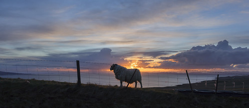 sunset fence scotland sheep isleofskye ram