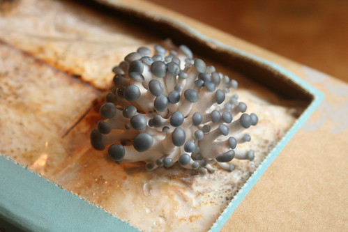 DIY Oyster Mushroom Kit - Day 6 @ 4pm