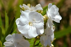White flowers DSC_3004