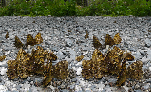 Neope niphonica, stereo parallel view