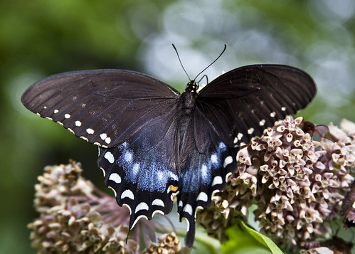 kh0831 virginia swallowtail butterfly flora