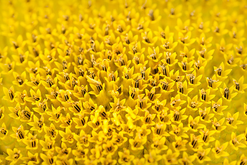 flower macro yellow nikon farm sunflower 2012 d800 tamron90