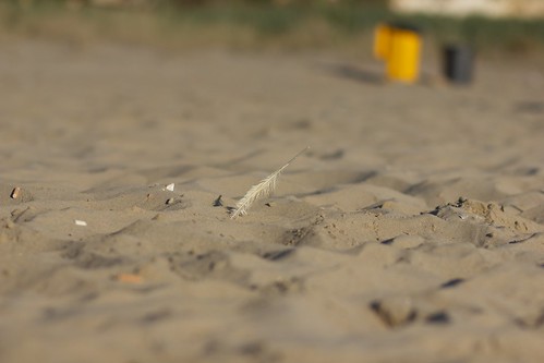 beach canon feather spiaggia 85mmf18 piuma 550d