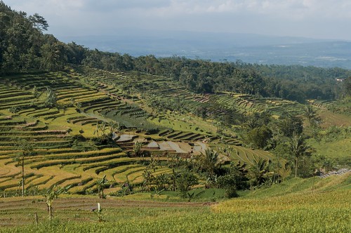 terrasse magelang indonésie rizière indo2k12 javacentrale