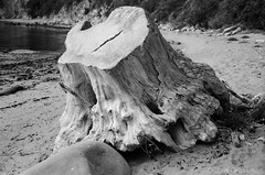 Driftwood Tree Stump - Iversern Cove - Olympus 35SP - TMAX 100