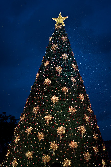 Christmas Tree Lighted Up!