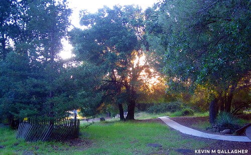 trees sun sunlight sunrise landscape scenery ods