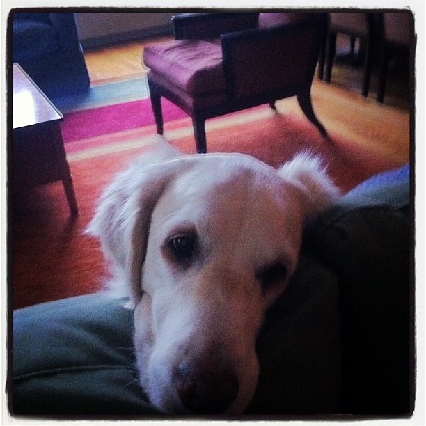Frisket waiting for @turbotodd to hand over his sandwich