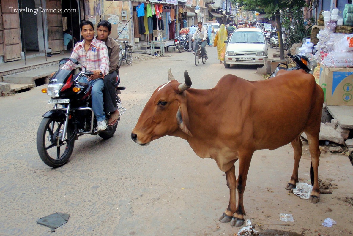 Cows rule the road in India