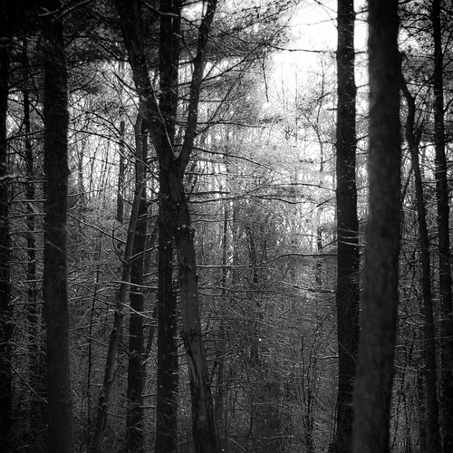 trees winter light blackandwhite bw snow monochrome forest square blackwhite woods nikon bokeh hellernaturecenter d5000 noahbw