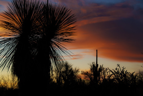 sunset arizona sonora desert scottsdale tontonationalforest