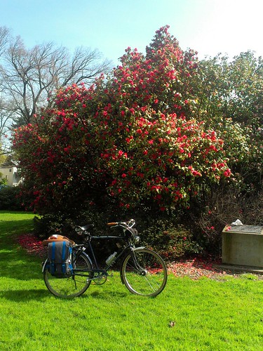 Rhododendrons in bloom, Ladds Circle by urbanadventureleaguepdx