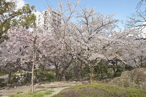 【写真】2014 桜 : 四天王寺/2021-03-19/IMGP5837