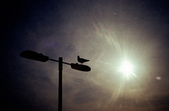 Sun and Seagull / Olympus XA2 / Kodak ColorPlus 200