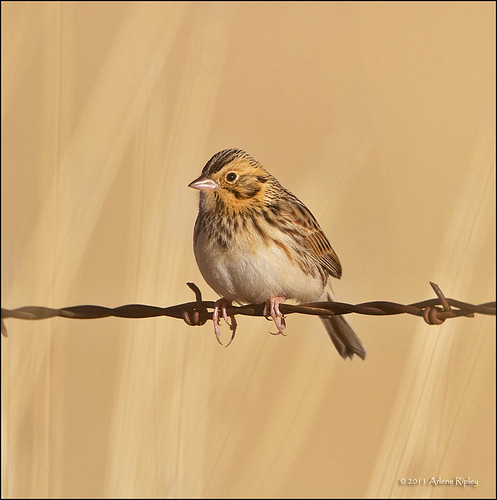 bairdssparrow ammodramusbairdii