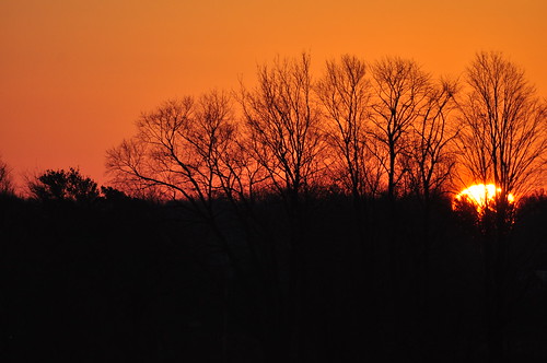trees ontario sunrise geotagged picton