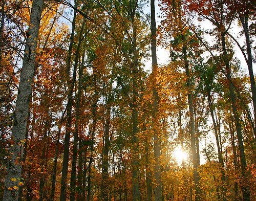 autumn trees fall leaves forest woods southcarolina homenov2011