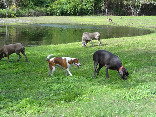 rescue pets lake dogs animals florida weimaraner dogrescue