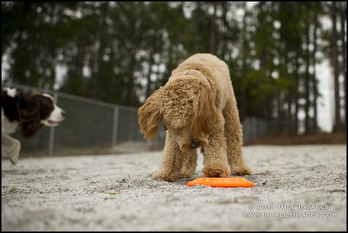 usa dog sc southcarolina salem minigoldendoodle billingalls ingallsimages billingallsingallsimages rileyingalls