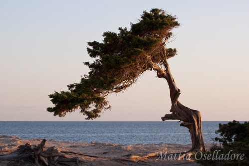 sea tree beach landscape coast spain mediterranean view shoreline ibiza eivissa balearic
